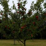 chorleywood-apples1
