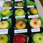 chorleywood-apples2